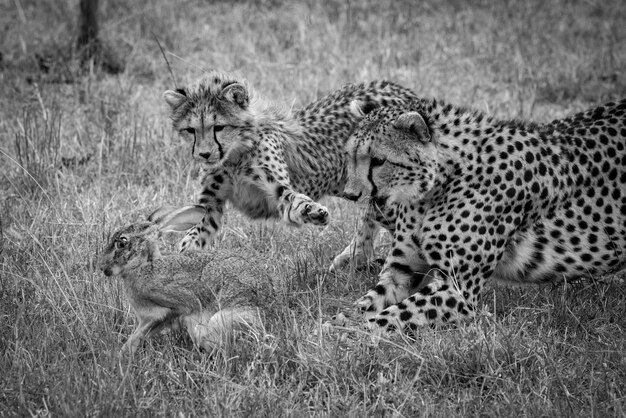 Photo le guépard mono et le lapin de lièvre de chasse