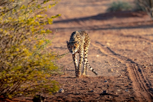 Photo le guépard en namibie