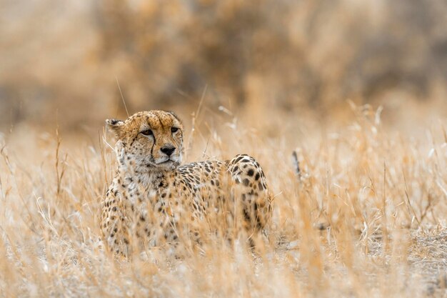 Le guépard sur les prairies