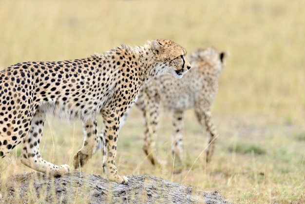 Guépard sauvage d'Afrique, bel animal mammifère. Afrique, Kenya