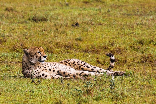 Guépards du Serengeti, Tanzanie