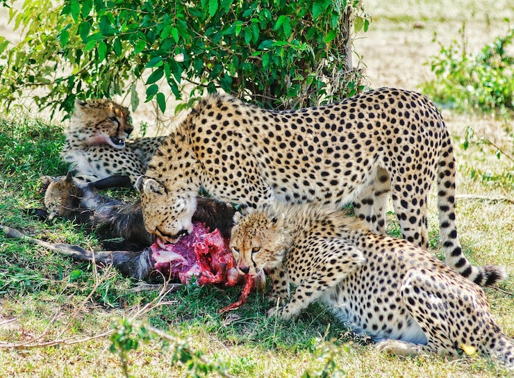 Photo les guépards mangent des animaux morts.
