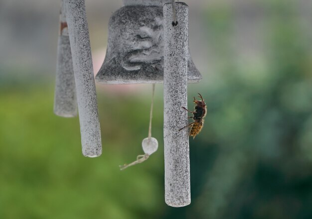 Une guêpe asiatique sur cloche dans un jardin