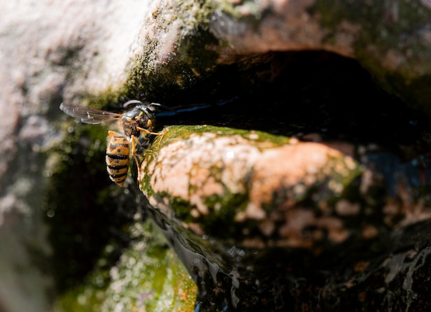 Une guêpe buvant l'eau d'une fontaine.