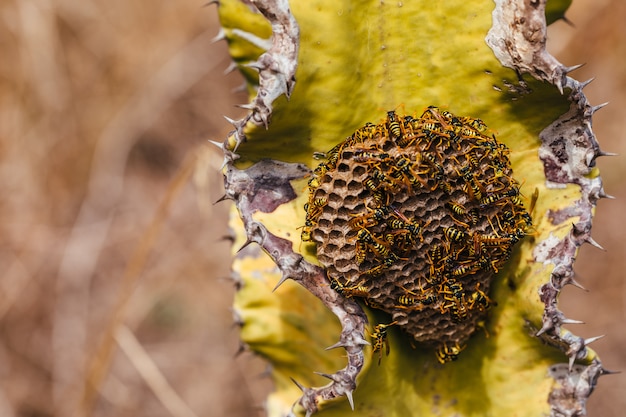 Guêpe en cactus