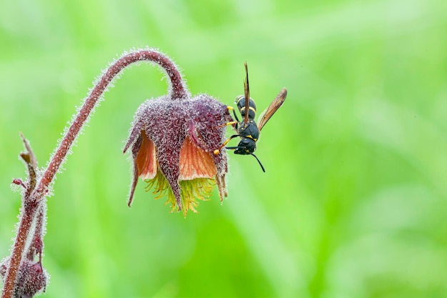 Une guêpe dans la rosée du matin est assise sur une fleur de cloche..