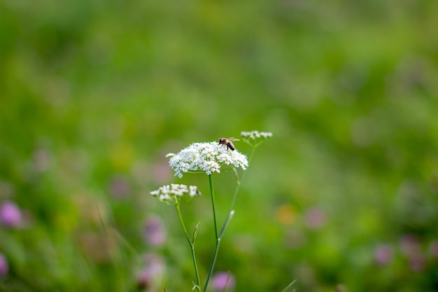 Guêpe du jardin sur une fleur sauvage jaune.