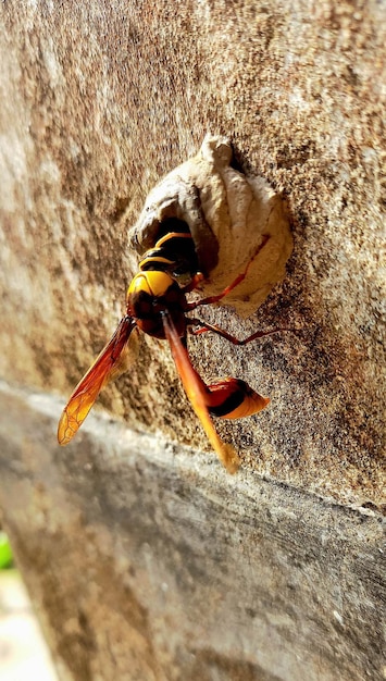 Une guêpe est sur un mur avec ses ailes repliées et le mot guêpe dessus.