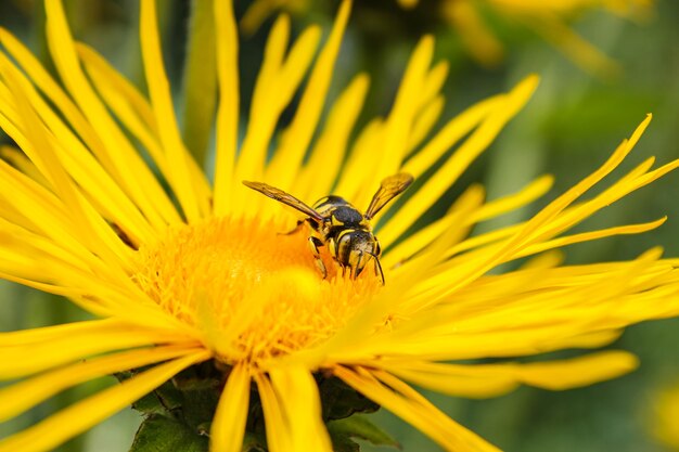 Guêpe sur fleur jaune