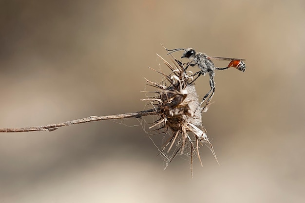 La guêpe fouisseuse de la famille des sphecidae