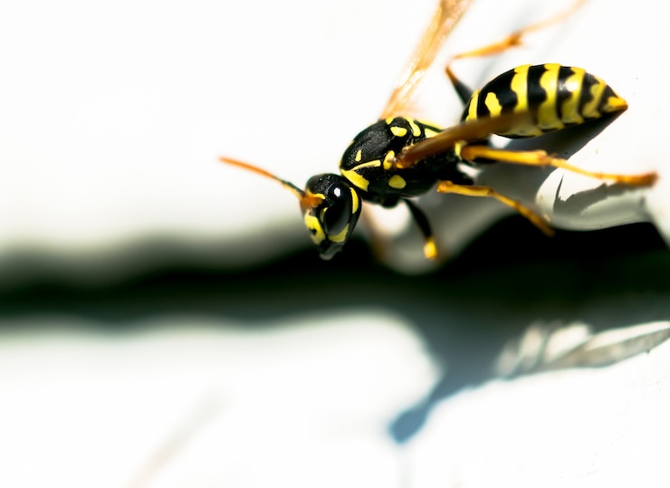 Photo guêpe insecte bouchent