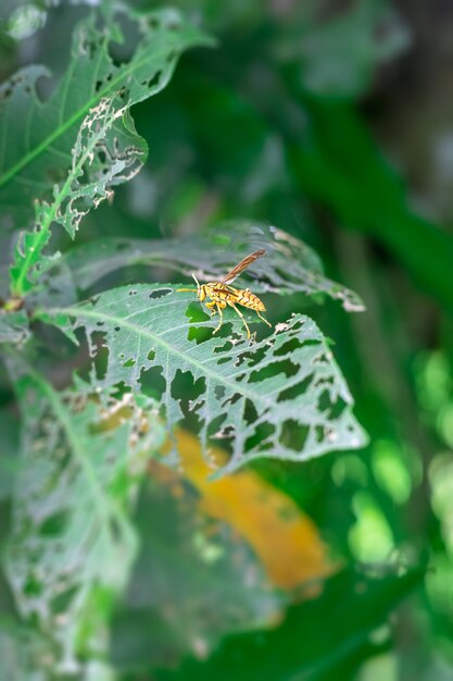 Guêpe jaune commune coupant la feuille verte avec bouche close up