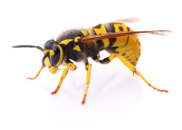 Photo guêpe jaune isolé sur fond blanc.