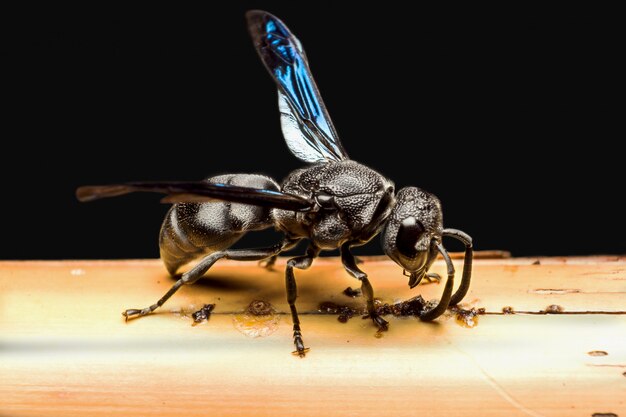 Guêpe noire aux ailes bleues mordant sur le poteau de bambou