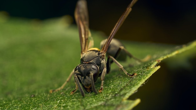 Guêpe noire et jaune perchée sur une feuille verte