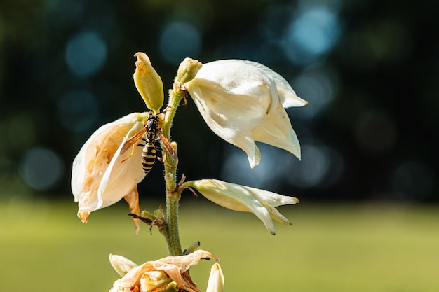 Guêpe en papier sur une fleur fanée