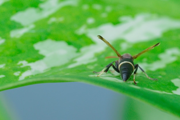 Photo guêpe en papier perchée sur une feuille de plante verte.