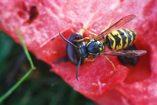 Guêpe sur une pastèque se bouchent sur un fond d'herbe