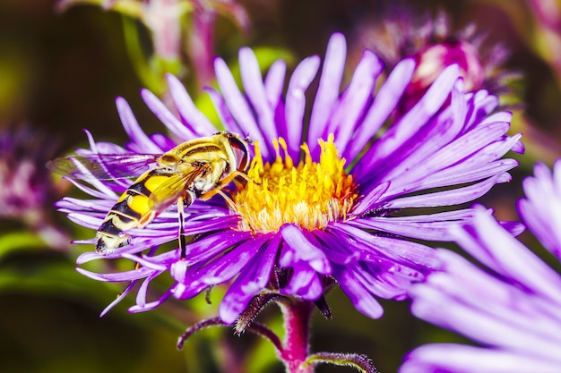 Une guêpe pollinise le pyrèthre dans le jardin, arrière-plan macro photo