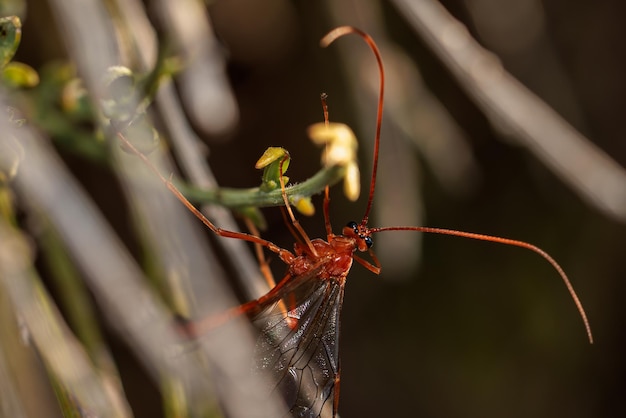 Guêpe rouge dans son milieu naturel