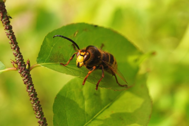 Guêpe sauvage rampant sur les feuilles