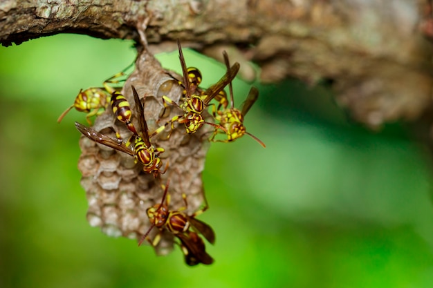 Guêpes Apache et nid de guêpes sur fond de nature