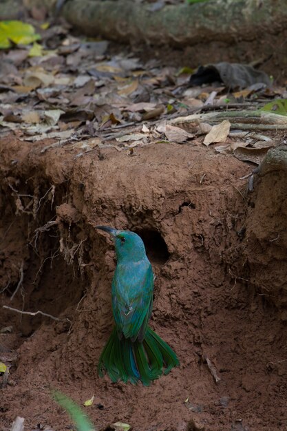 Guêpier à barbe bleue au sol dans la nature