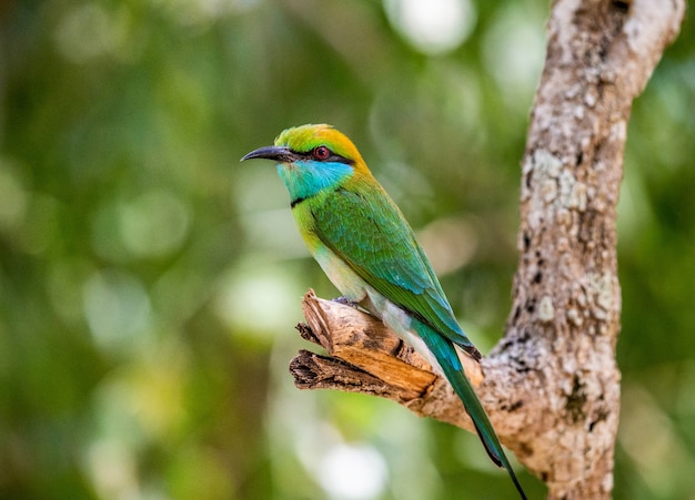 Guêpier sur une brindille Parc national de Yala