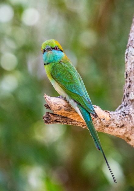 Guêpier sur une brindille Parc national de Yala