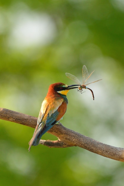 Guêpier d'Europe Merops apiaster dans son habitat naturel