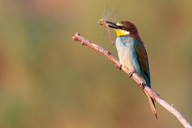 Guêpier d'Europe Merops apiaster est assis sur une branche avec une libellule dans son bec