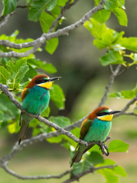 Guêpier d'Europe Merops apiaster est assis sur une brindille