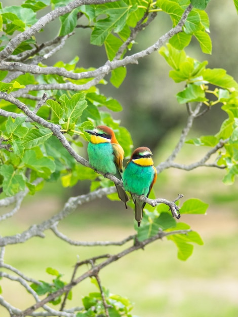 Guêpier d'Europe Merops apiaster est assis sur une brindille