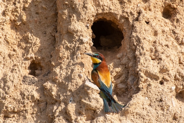 Guêpier d'Europe. Merops apiaster est assis dans son trou.