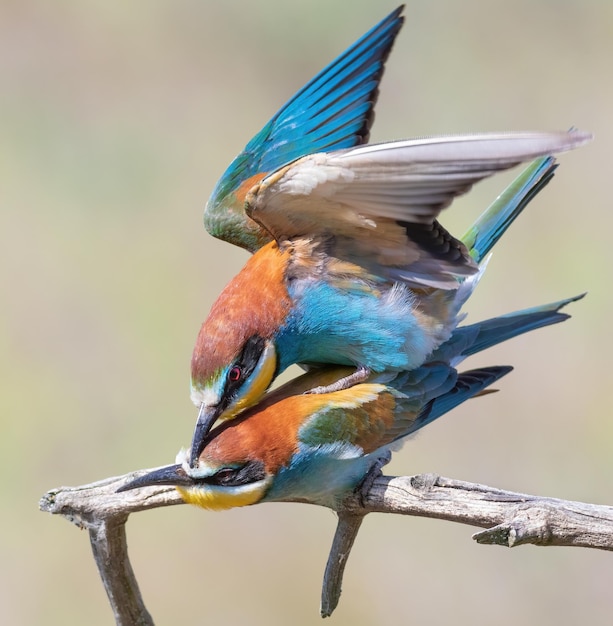 Guêpier d'Europe Merops apiaster Une famille d'oiseaux engagés dans des jeux d'amour