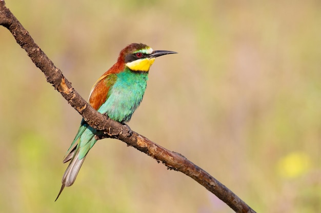 Guêpier d'Europe merops apiaster Un oiseau tôt le matin est assis sur une branche sèche L'oiseau est magnifiquement éclairé par le soleil du matin