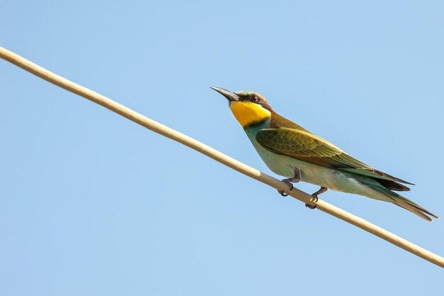 Guêpier d'Europe ou Merops apiaster petit oiseau coloré chassant les abeilles bonjour printemps