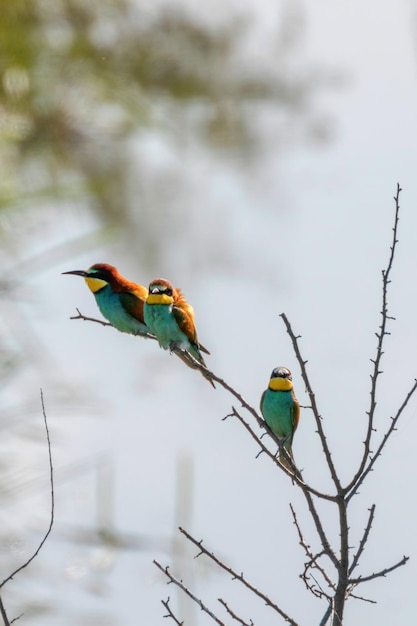 Guêpier d'Europe (Merops Apiaster)