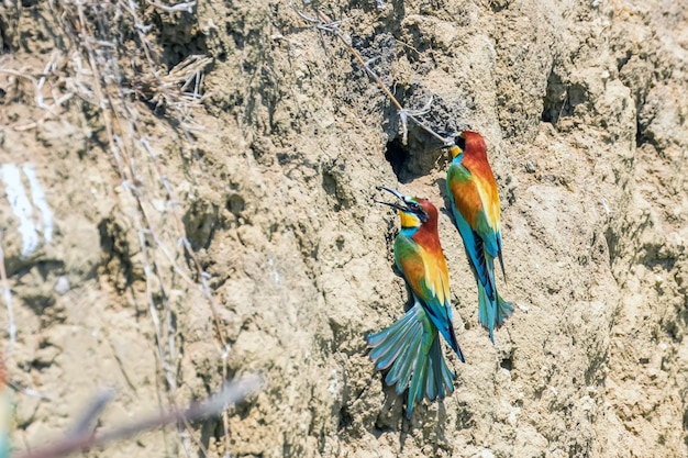 Guêpier d'Europe (Merops Apiaster)