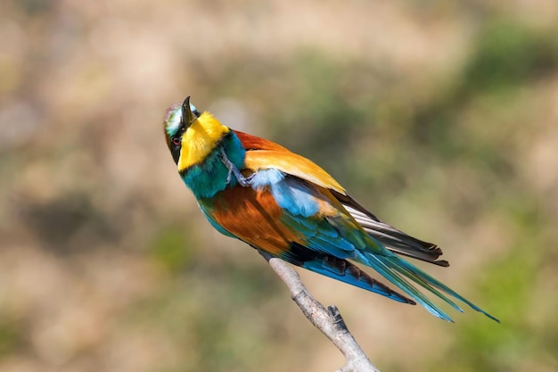 Guêpier d'Europe (Merops Apiaster)