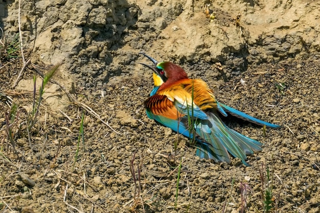 Guêpier d'Europe merops apiaster