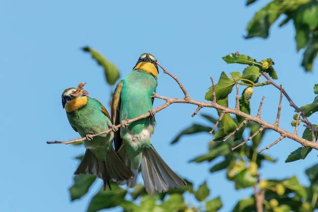 Guêpier d'Europe en vol (Merops Apiaster)