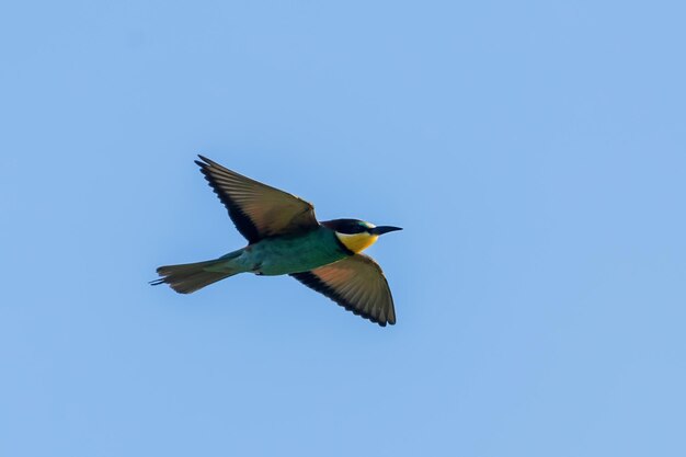 Guêpier d'Europe en vol (Merops Apiaster)