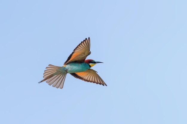 Guêpier d'Europe en vol Merops Apiaster