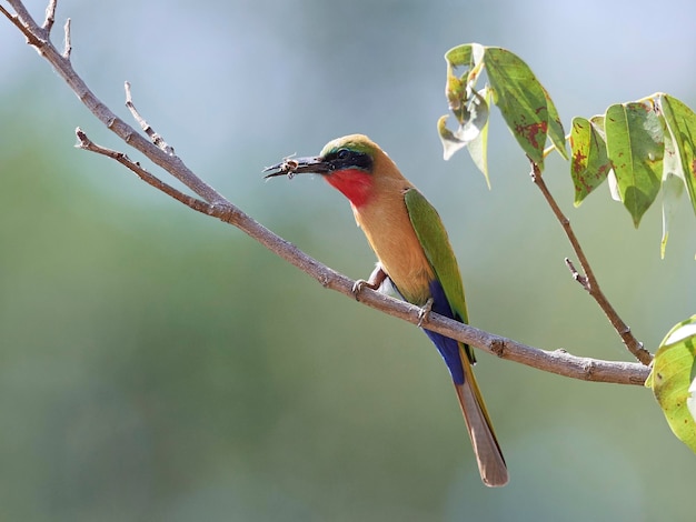 Guêpier à gorge rouge Merops bulocki