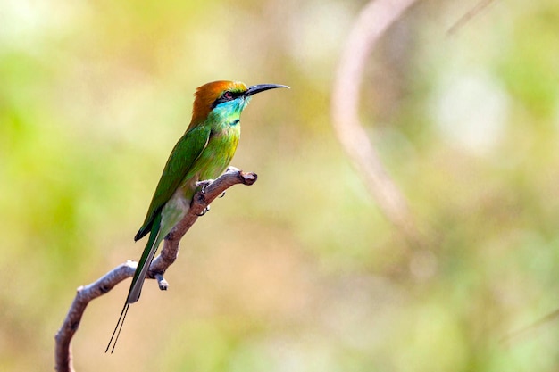 Le guêpier à joues bleues Merops persicus est un oiseau passereau proche de la famille des guêpiers