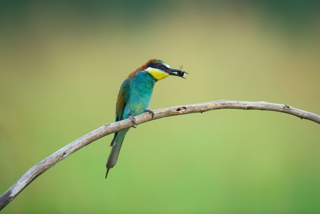 Guêpier mangeant un insecte