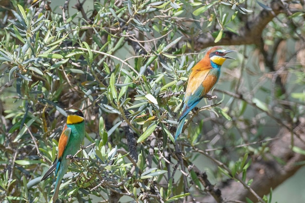 Guêpier (Merops apiaster) Malaga, Espagne