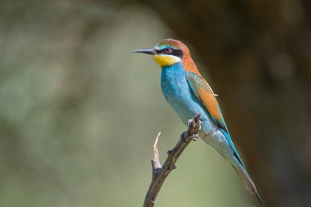 Guêpier (Merops apiaster) Malaga, Espagne