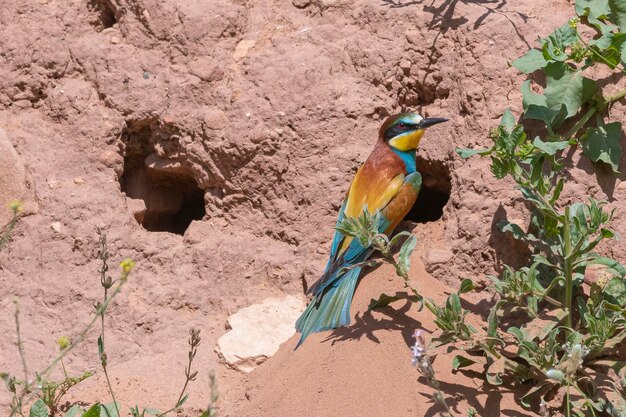 Guêpier (Merops apiaster) Malaga, Espagne